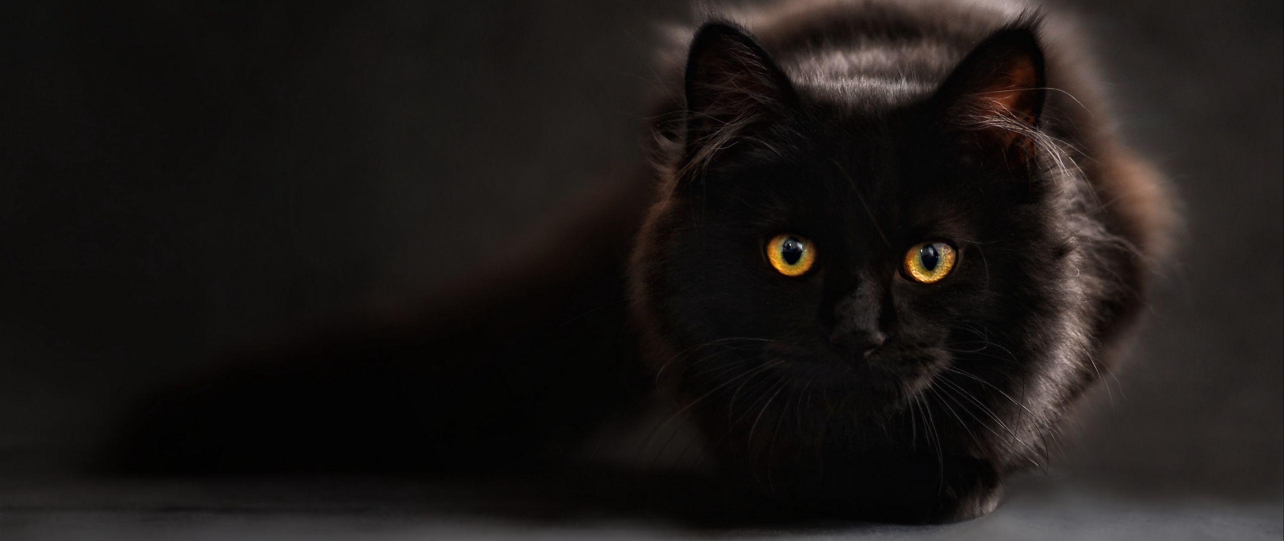 2560x1080 Download wallpaper 2560x1080 cat, black, eyes, shadow dual wide 1080p HD background