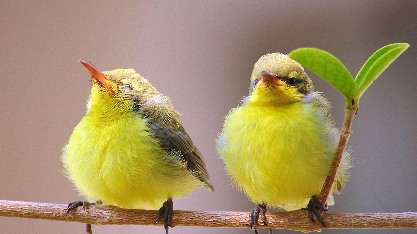 1366x768 Baby Birds Wallpaper