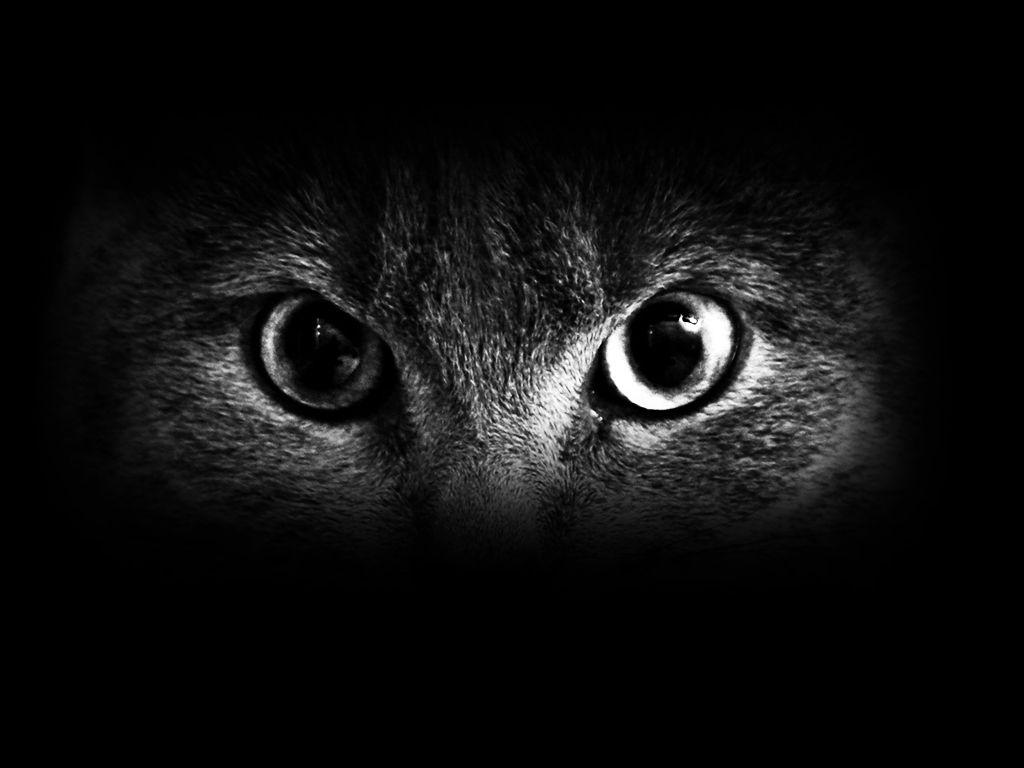 1024x768 iPhone Dark Eyes Wallpaper