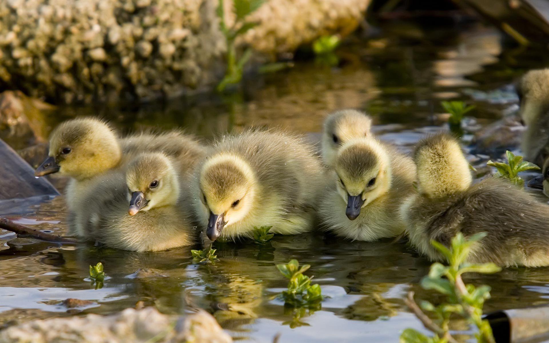 1920x1200 bird photo.. background, goslings, bird, desktop, birds, image, wallpaper. Cute ducklings, Animals, Baby ducks