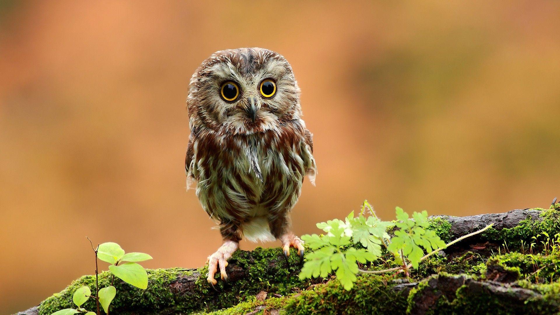1920x1080 #branch, #birds, #owl, #baby animals, #moss, #animals, #bokeh wallpaper. Mocah.org HD Desktop Wallpaper
