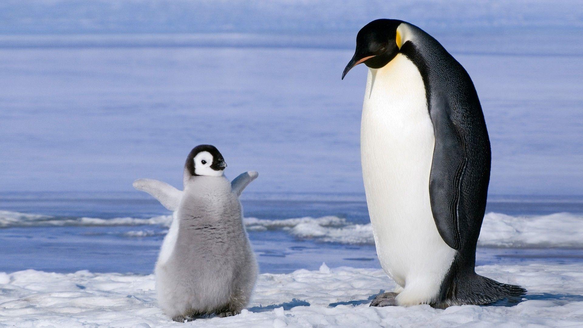 1920x1080 #ice, #penguins, #birds, #baby animals, wallpaper. Mocah.org HD Desktop Wallpaper