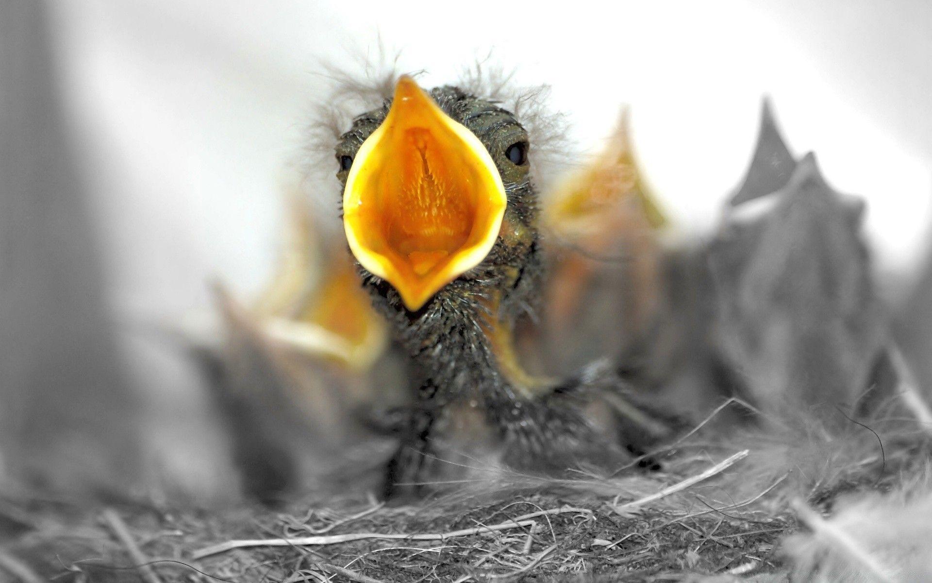 1920x1200 Baby Birds Are Hungry