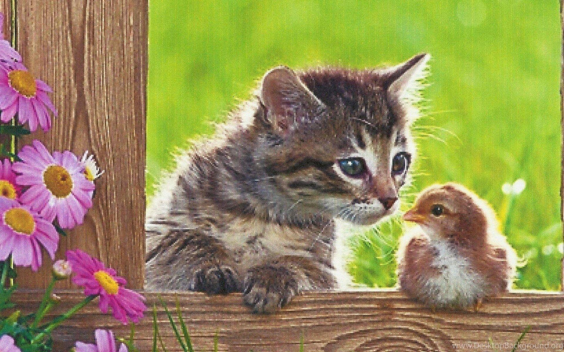 1920x1200 A Kitten With A Baby Bird HD Desktop Wallpaper : Widescreen : High. Desktop Background