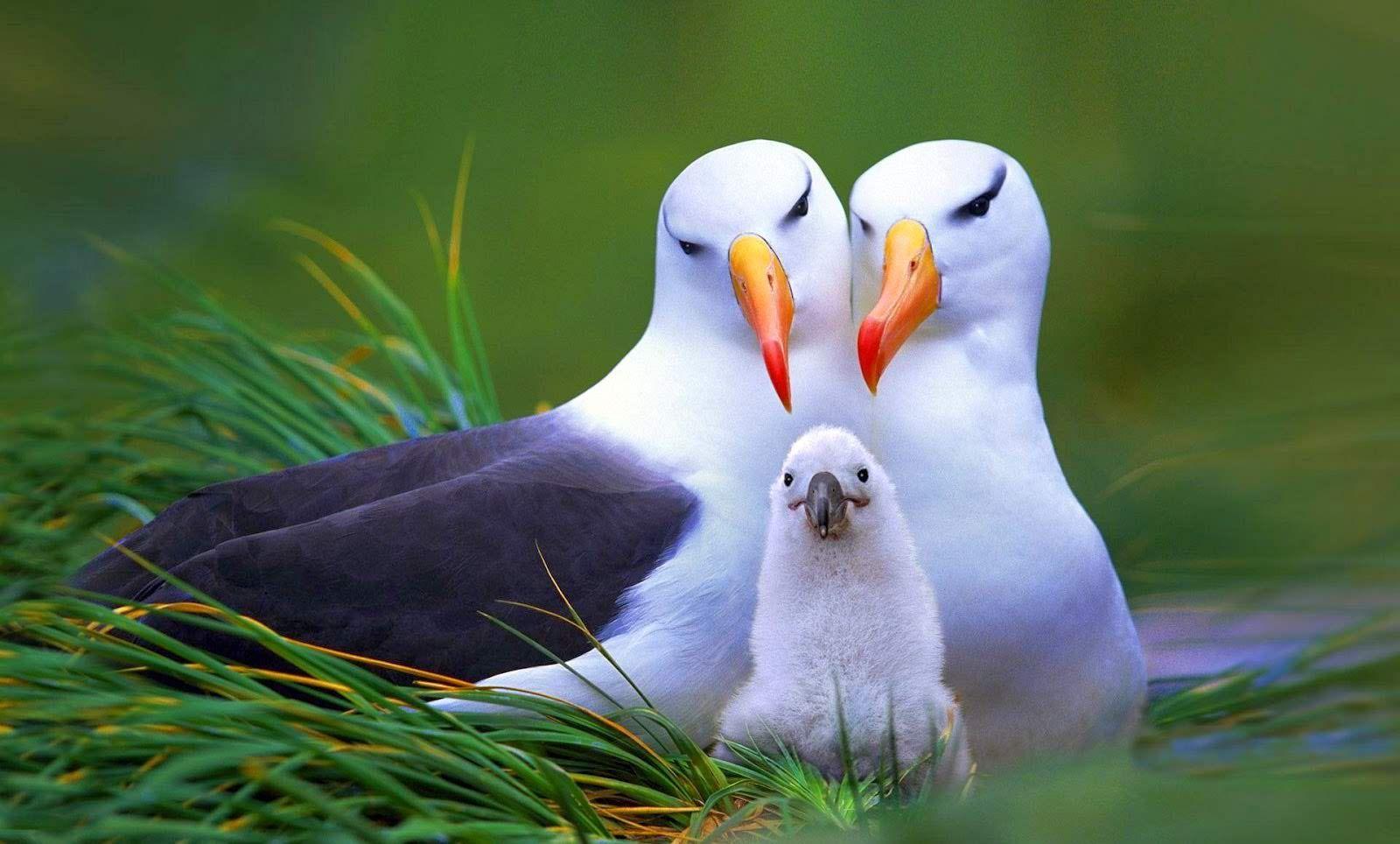 1600x964 Birds Wallpaper Baby Wallpaper. Animals beautiful, Most beautiful animals, Most beautiful birds