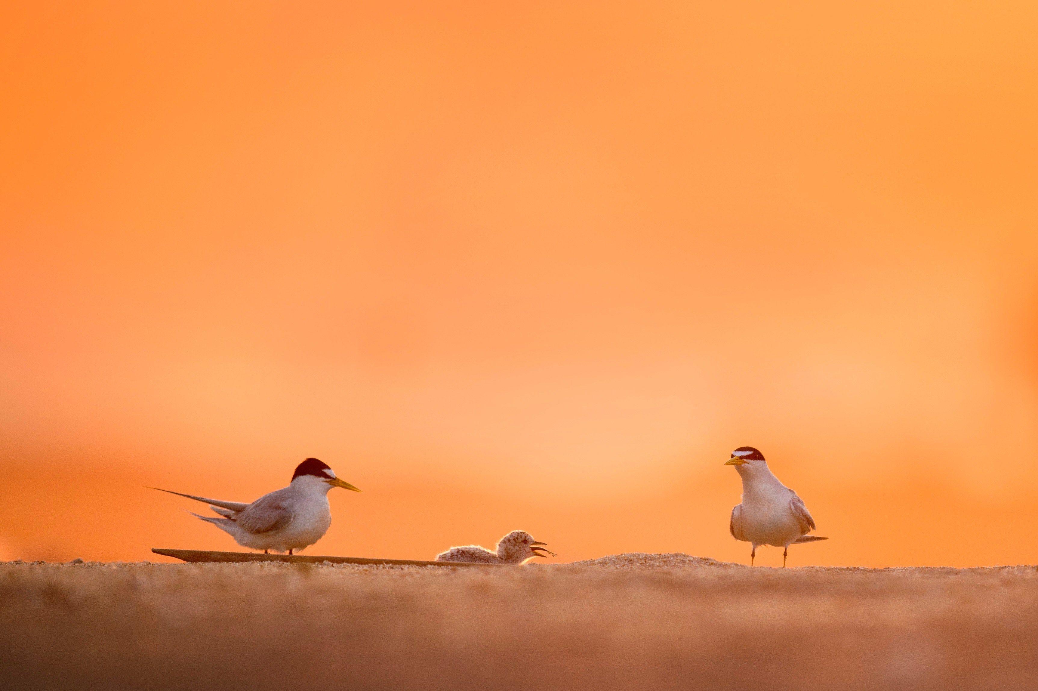 3451x2297 Wallpaper / two birds feeding a baby bird on sand beach during sunrise at belmar, baby bird getting fed 4k wallpaper
