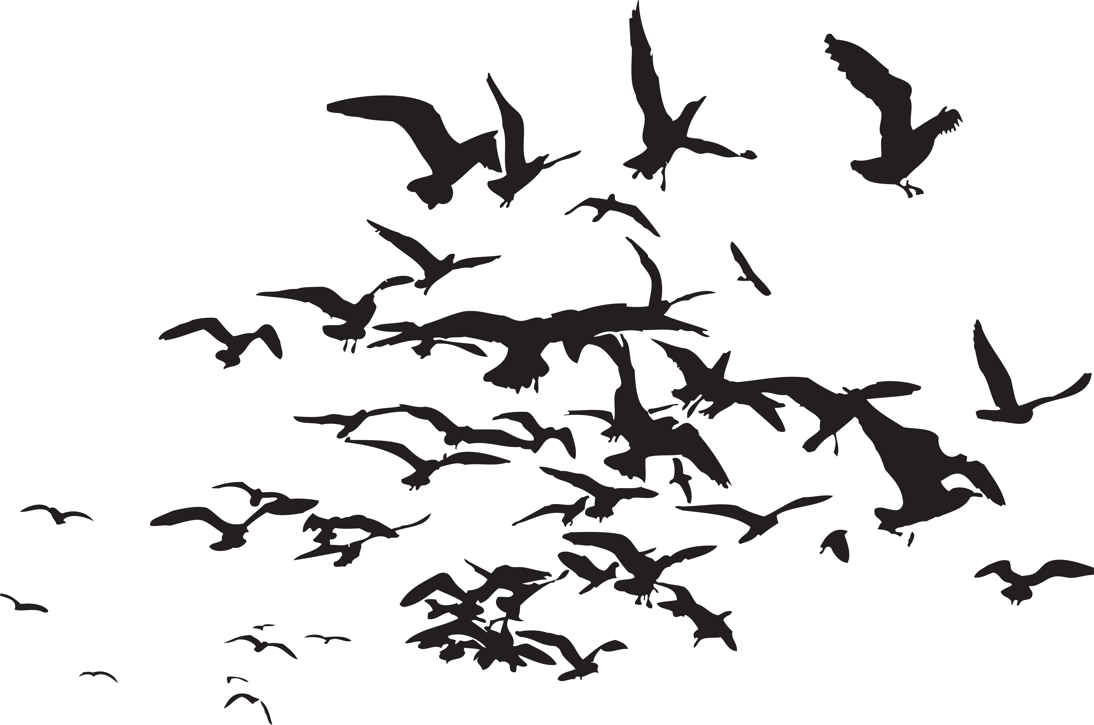 4423x2931 Shatter Me Series Desktop Wallpaper Unravel Me bird png download*2931 Transparent Shatter Me png Download