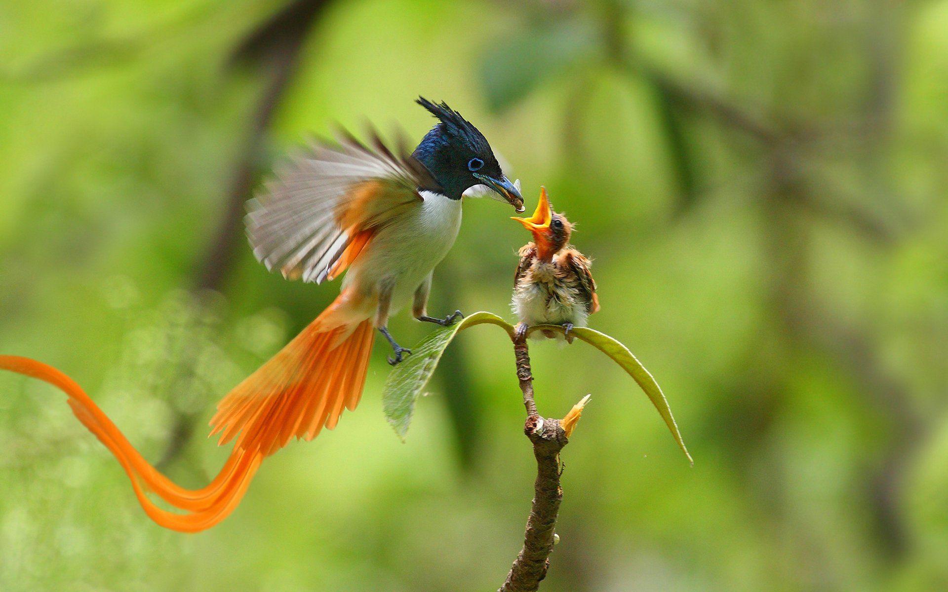 1920x1200 Amazing Bird Photographs Wallpaper HD