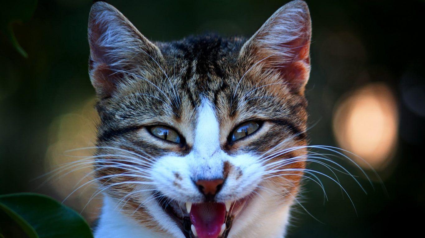 1366x768 Cats Snow Winter Cat Walk Moving Wallpaper Of Cats for HD 16:9