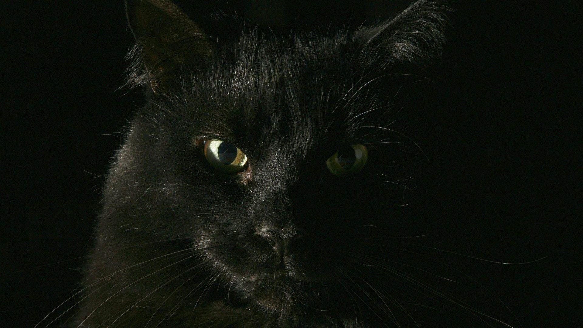 1920x1080 Free HD Cat Wallpaper
