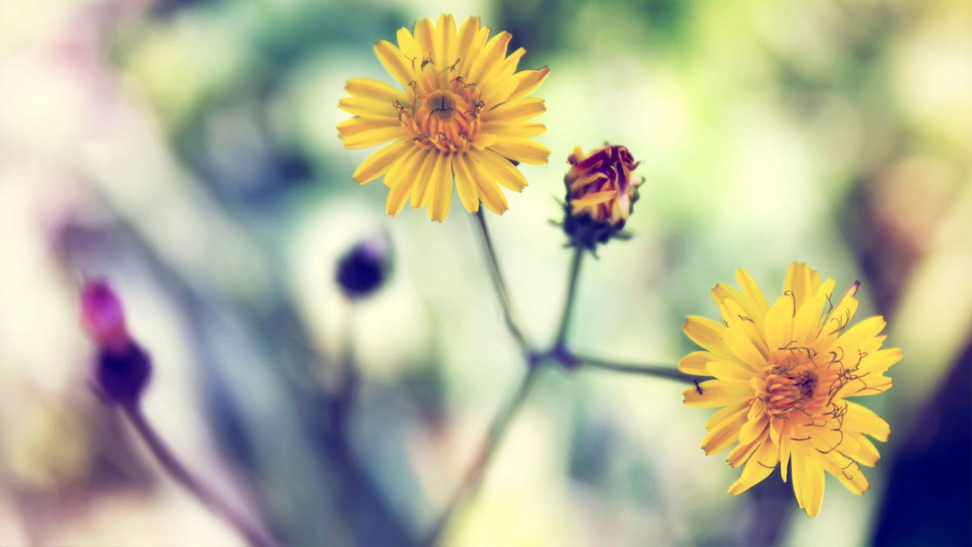1920x1080 Yellow Daisy Beautiful Flowers Desktop Wallpaper Free Download