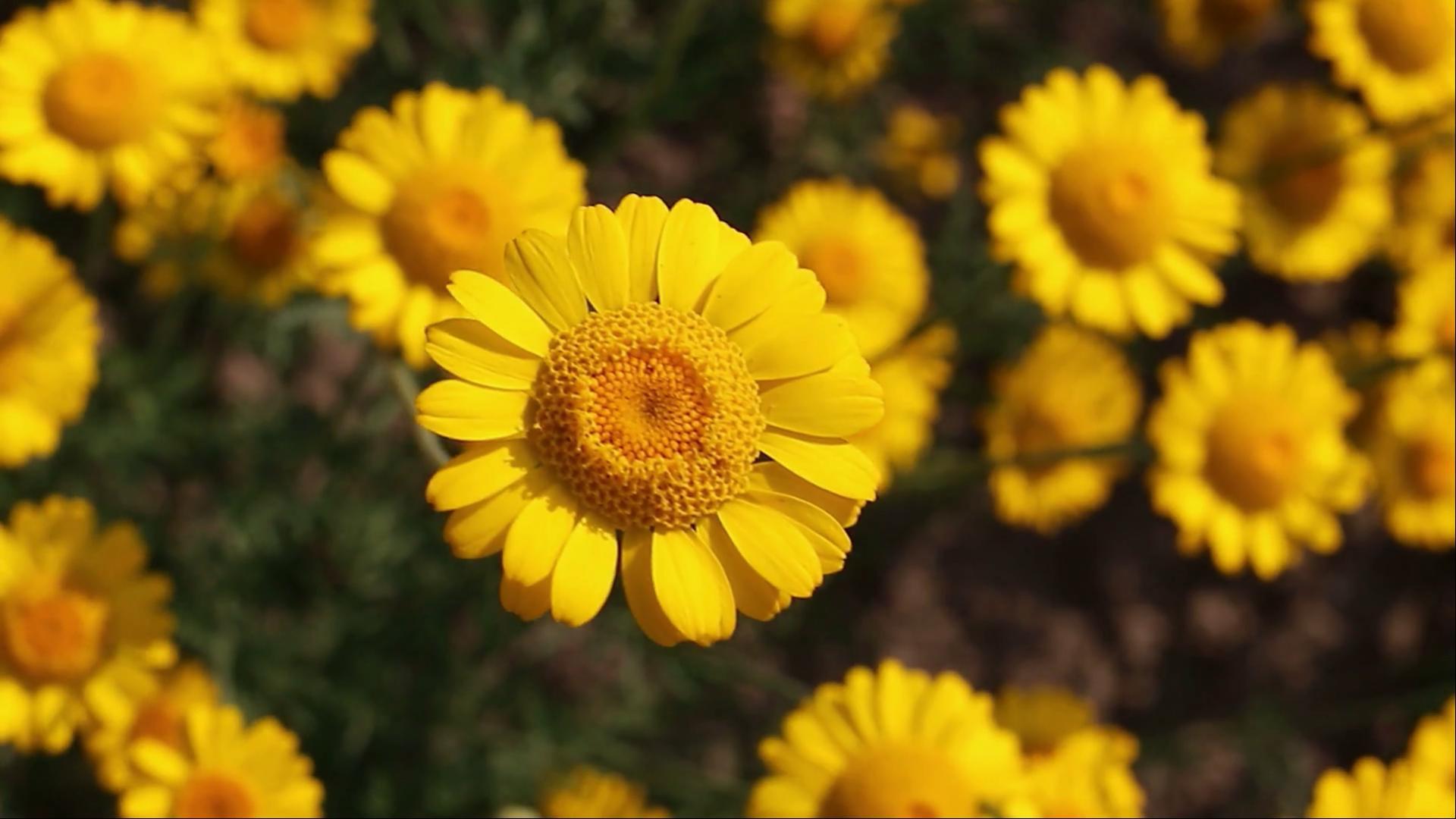 1920x1080 Best HD Wallpaper for Lapp with Yellow Daisy Flower Image HD Wallpaper for Laptops and Smartphones