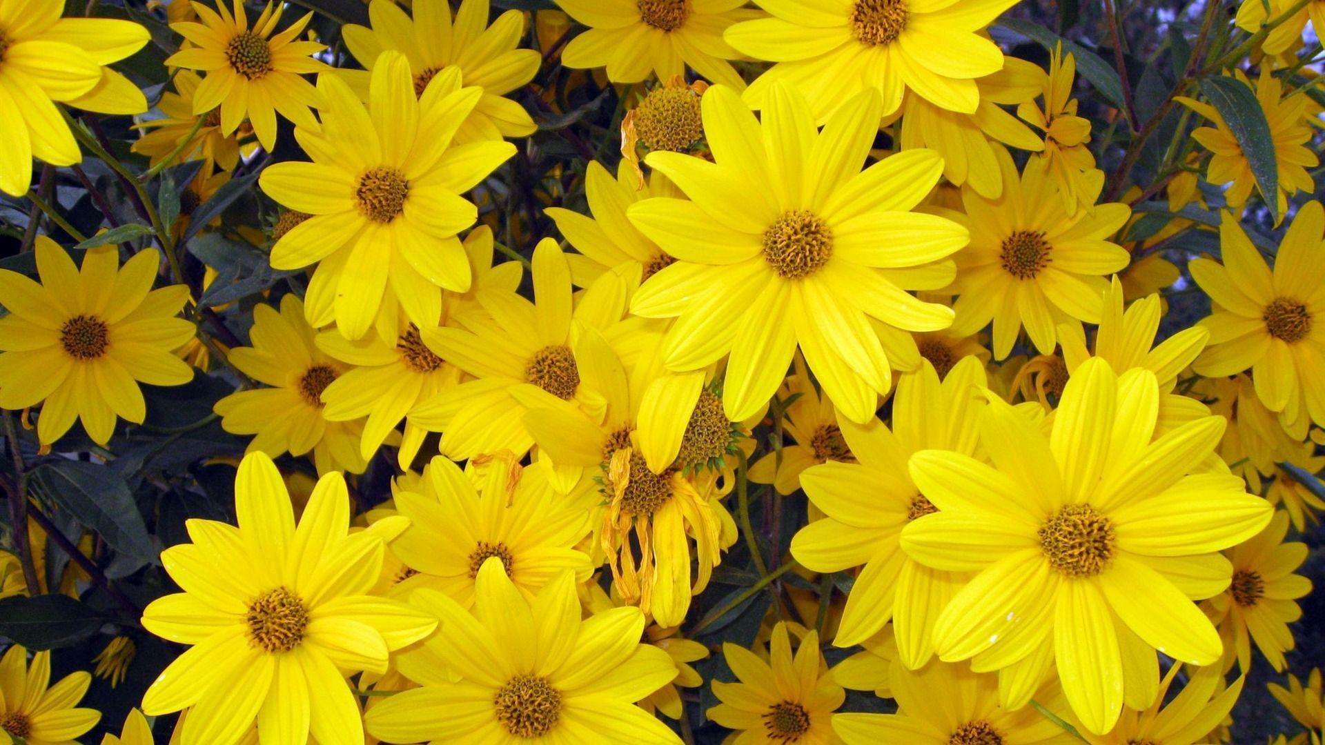 1920x1080 nice Beautiful Yellow Flower For Desktop. Flower background wallpaper, Spring flowers background, Yellow spring flowers