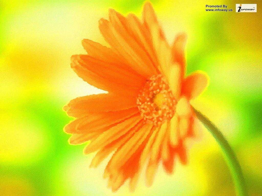 1024x768 Yellow Daisy Flower Desktop Wallpaper. Yellow Daisy Flower