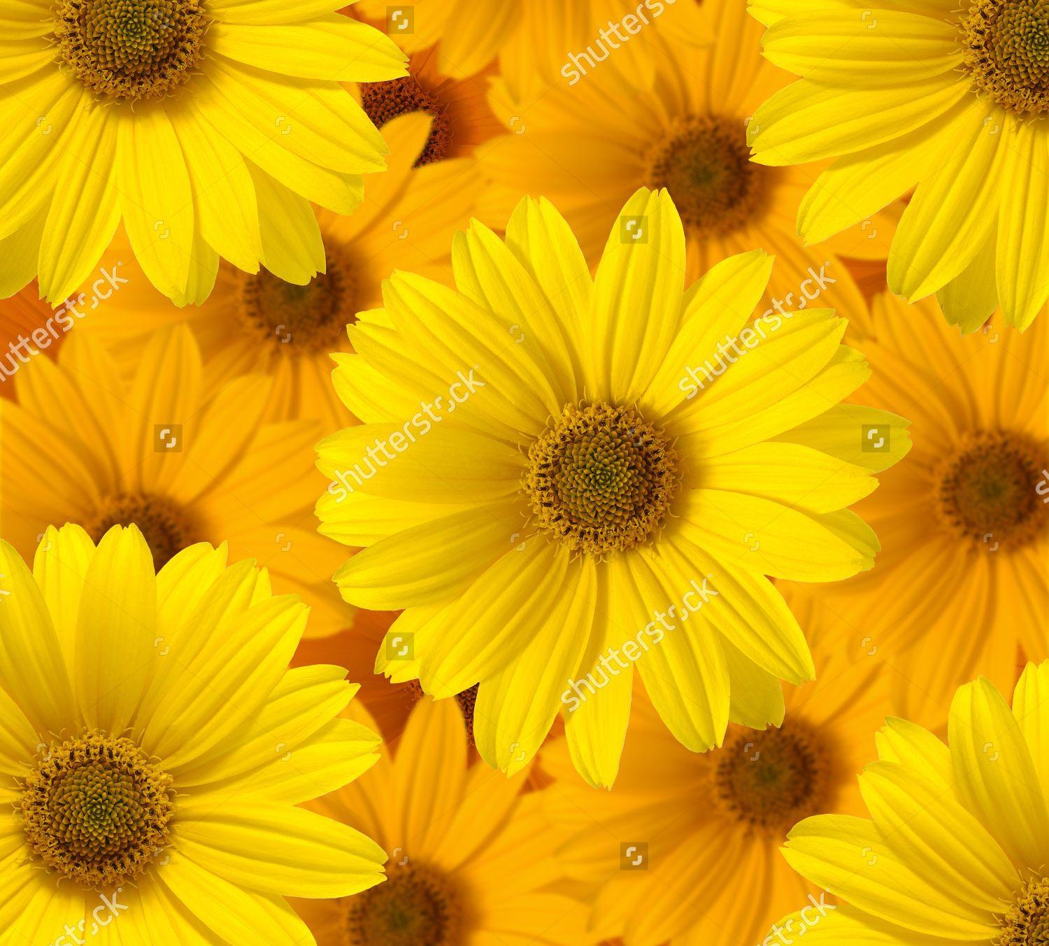 Yellow Daisy Flower Desktop Wallpapers - Top Free Yellow Daisy Flower