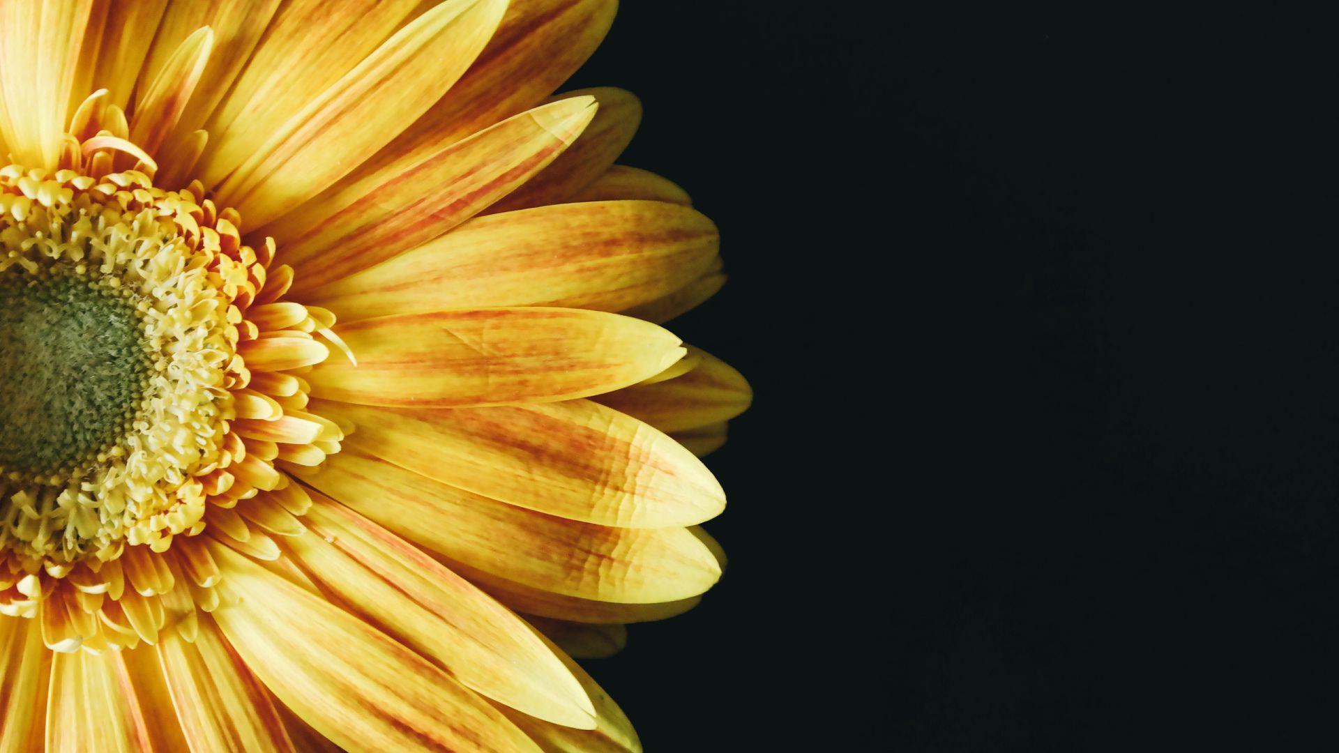 1920x1080 Gerbera Flower Wallpaper Flower Wallpaper