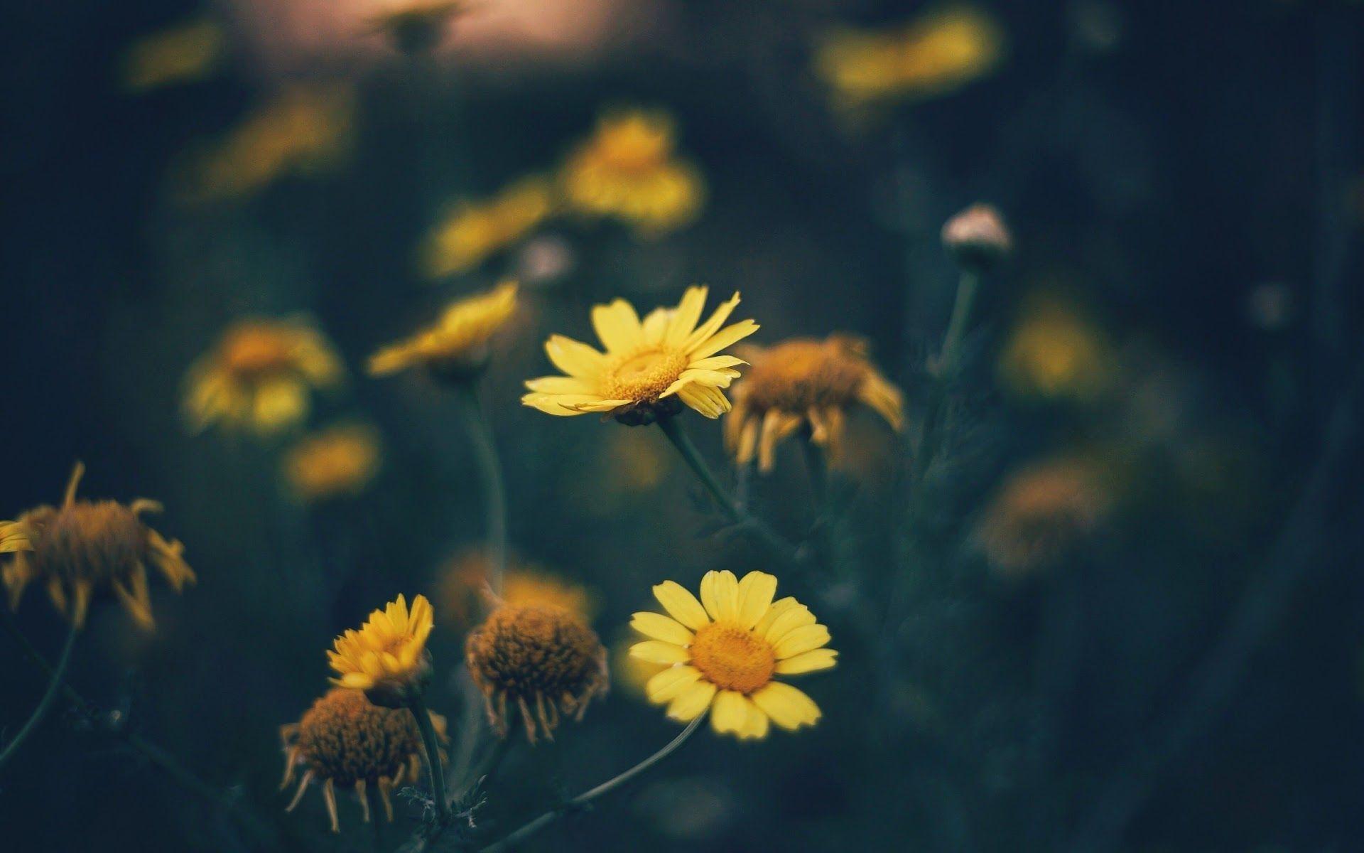1920x1200 Yellow Daisy Flower Nature 4K 3840x2160 Wallpaper