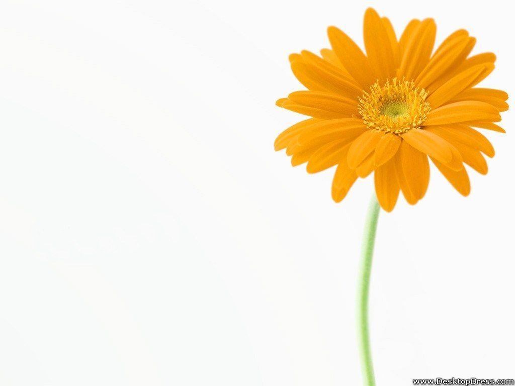 1024x768 Desktop Wallpaper Flowers Background Yellow Gerbera Daisy