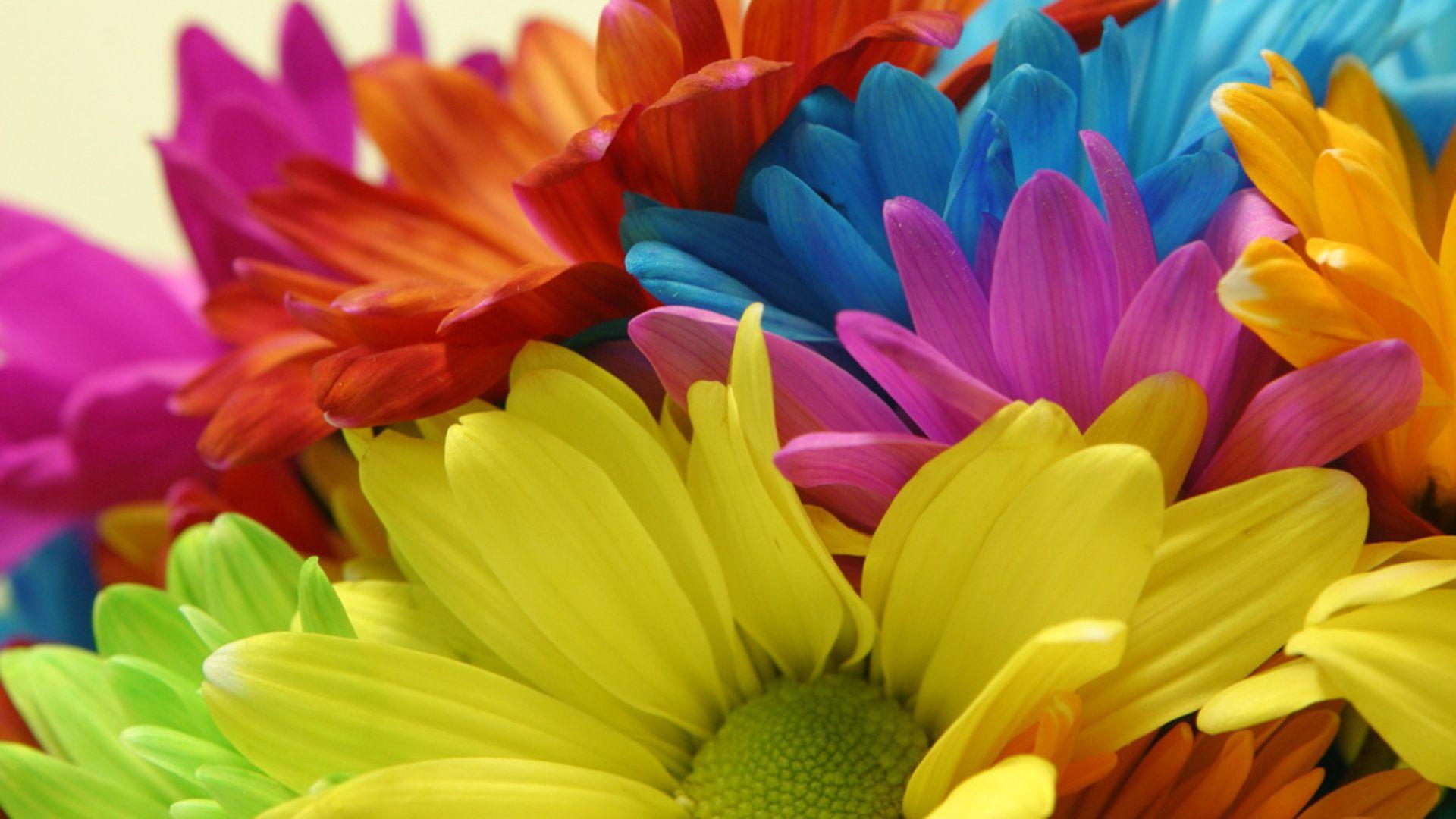 1920x1080 Colored Daisy Flower Image Free as Best HD Wallpaper for Lapp HD Wallpaper for Laptops and Smartphones
