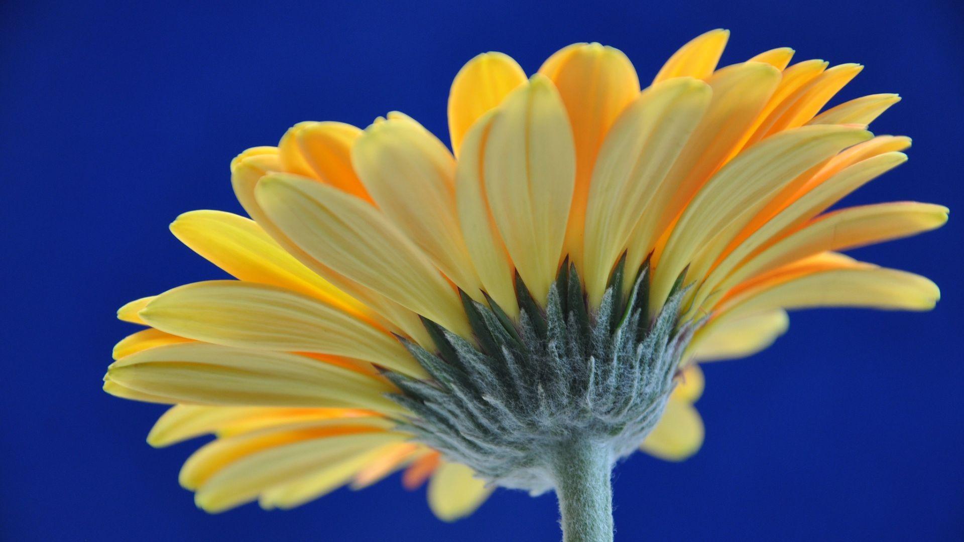 1920x1080 Desktop Wallpaper Gerbera, Yellow Daisy, Flower, Close Up, Petals, HD Image, Picture, Background, Uira8w