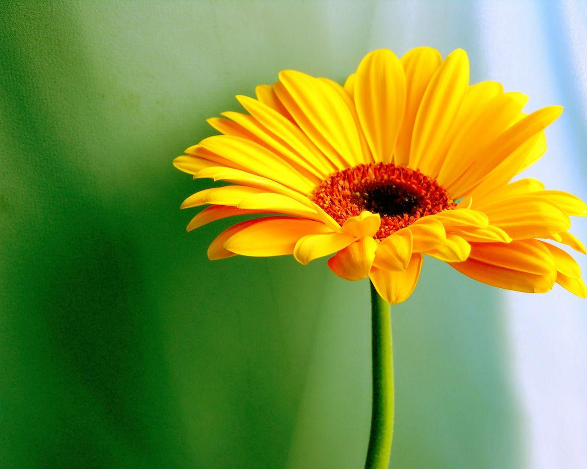 1200x960 Desktop Yellow Daisy Eye Coverable Pics Download