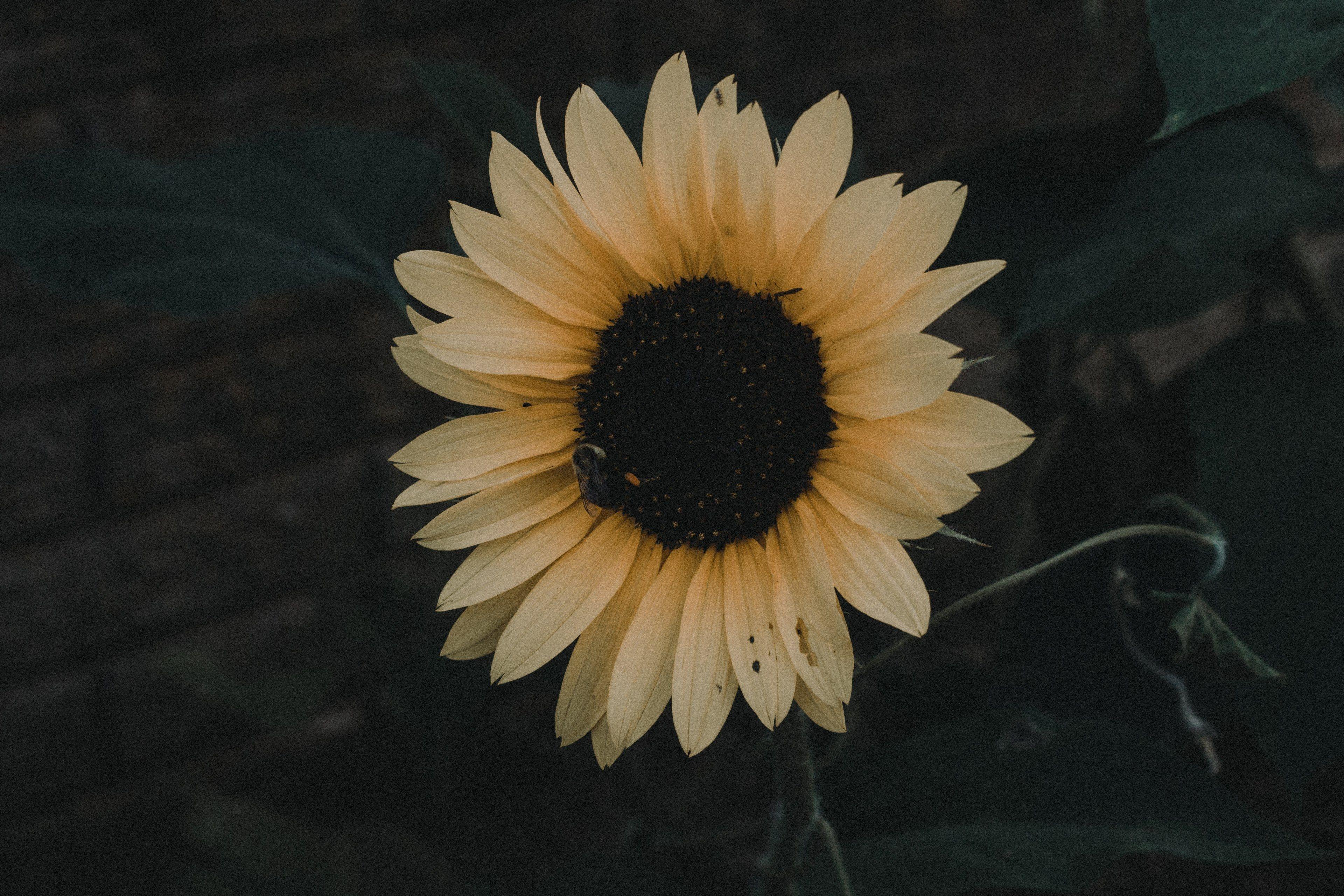 3840x2560 Wallpaper / flower sunflower daisy and yellow HD 4k wallpaper