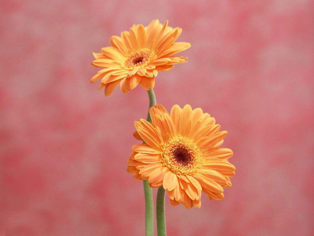1024x768 flowers for flower lovers.: Daisy flowers HD desktop wallpaper