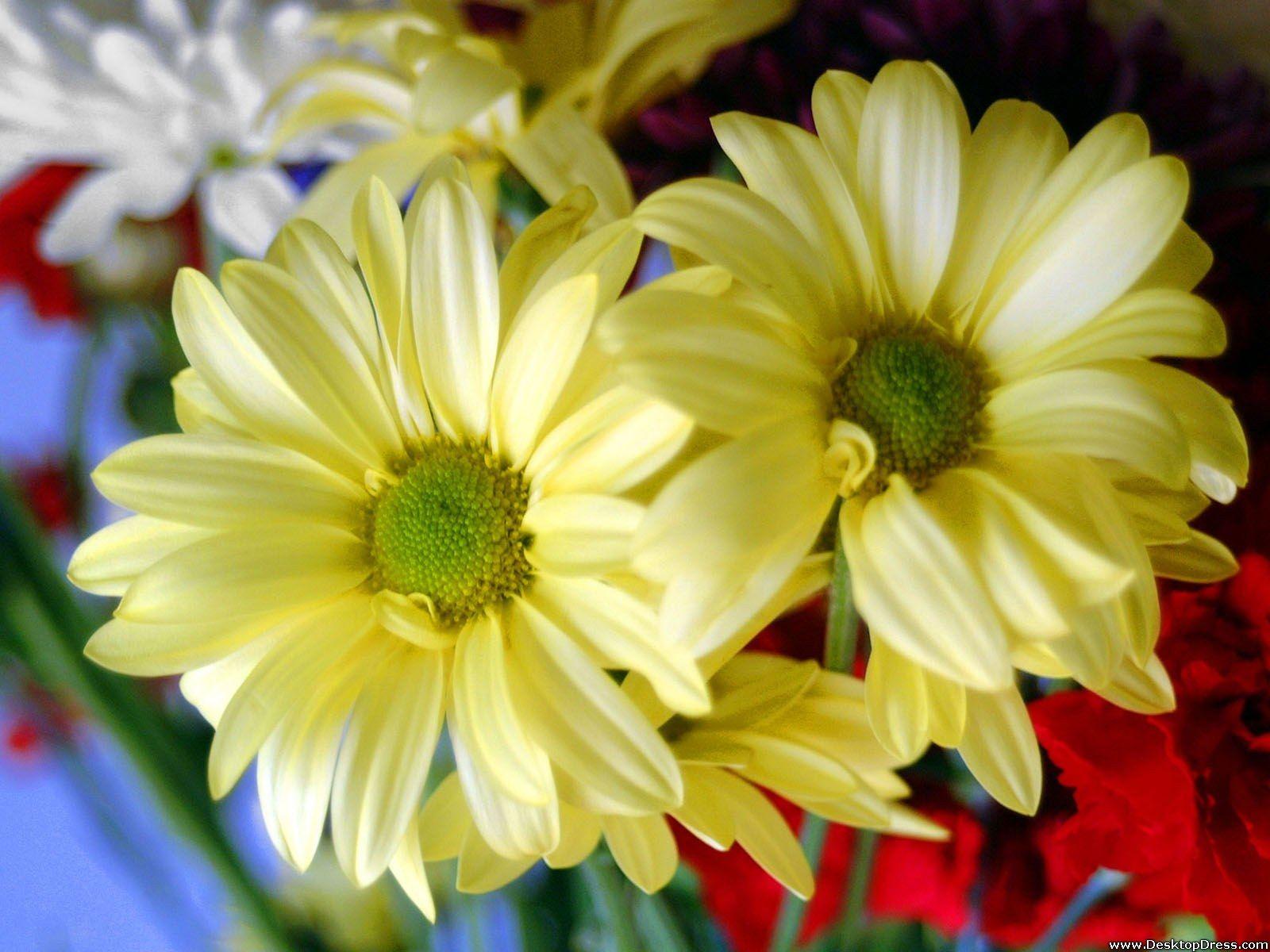 1600x1200 Desktop Wallpaper Flowers Background Yellow Daisy