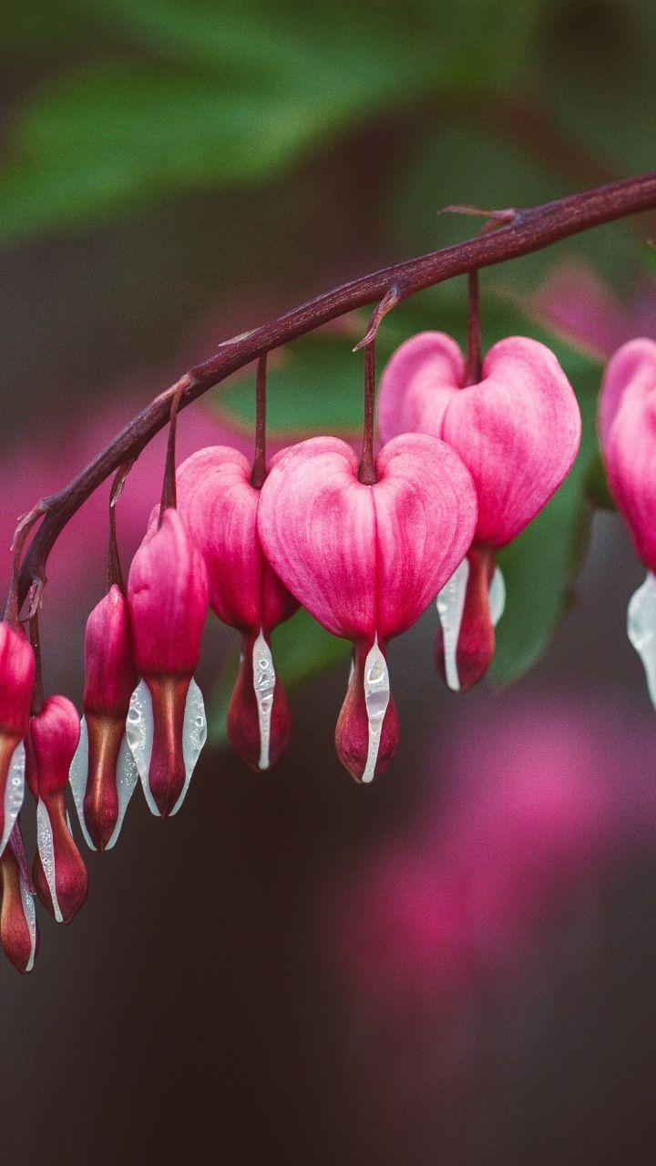 720x1280 Bleeding Heart Flower Wallpaper Flower Wallpaper