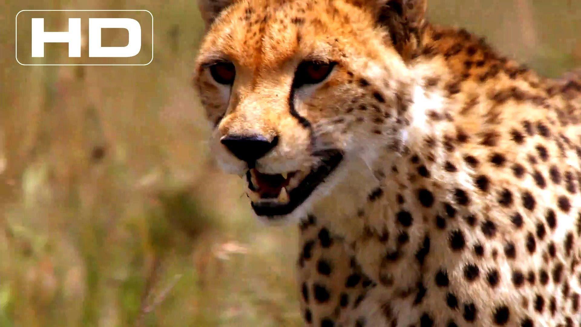 1920x1080 Most viewed African Cats wallpaperK Wallpaper