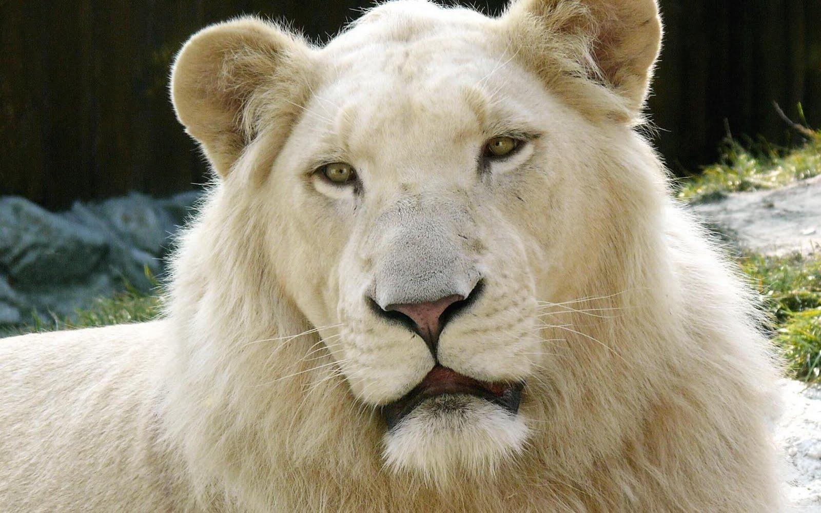 1600x1000 Awesome Wallpaper: Beautiful Lions Wallpaper & Photo, Picture