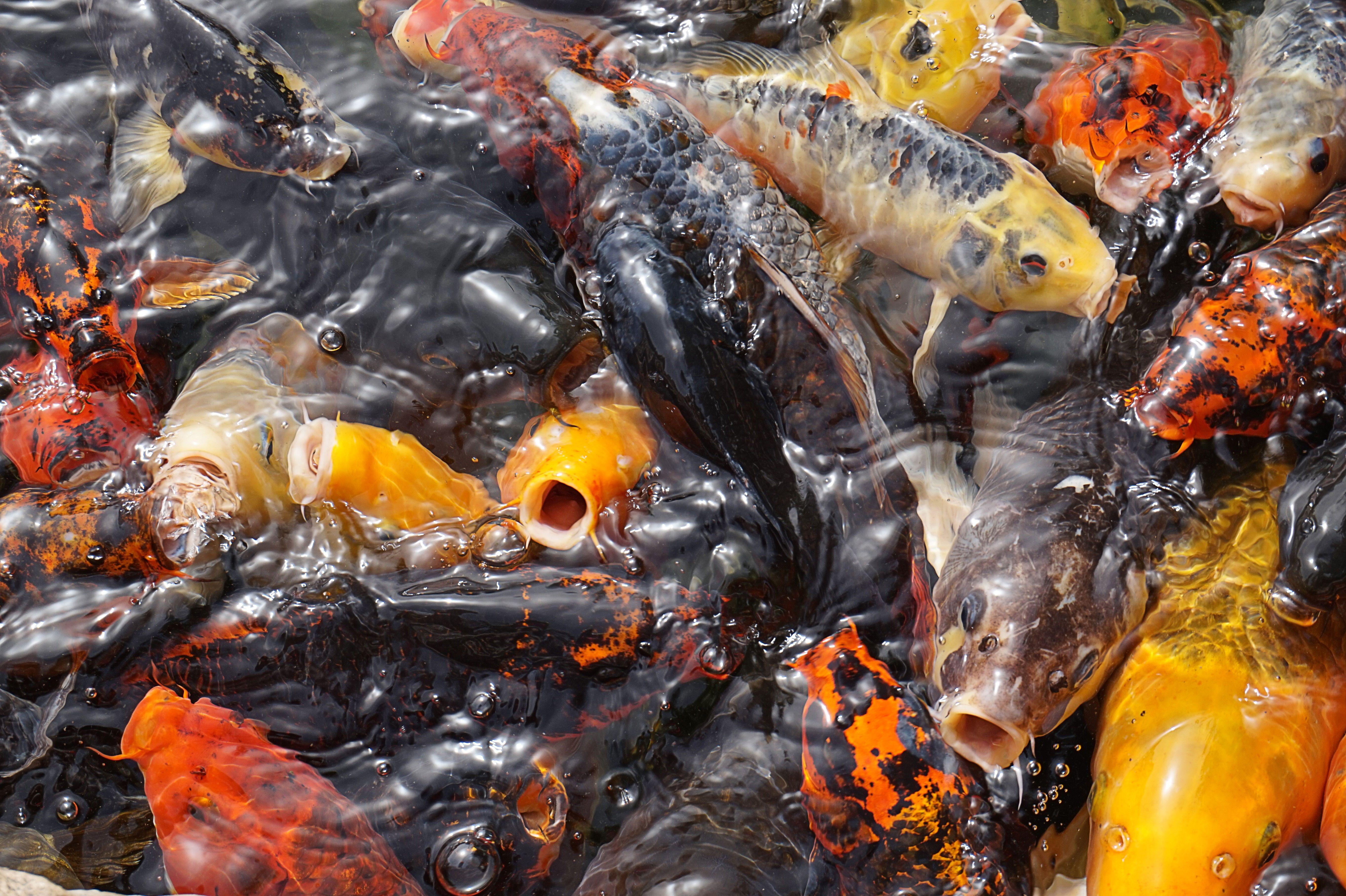 5456x3632 black orange and yellow koi fish lot free image