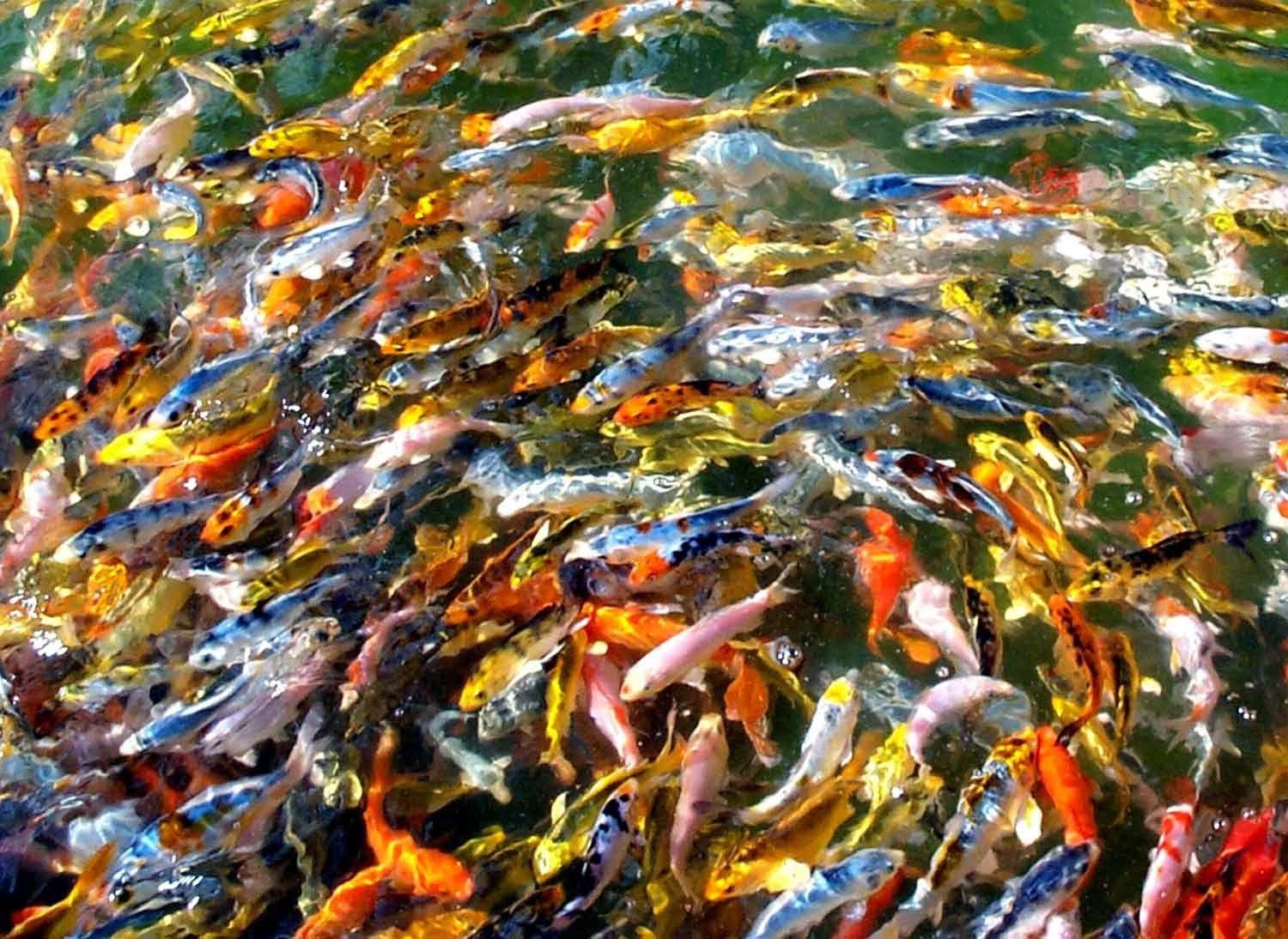 1500x1094 Koi fish pond