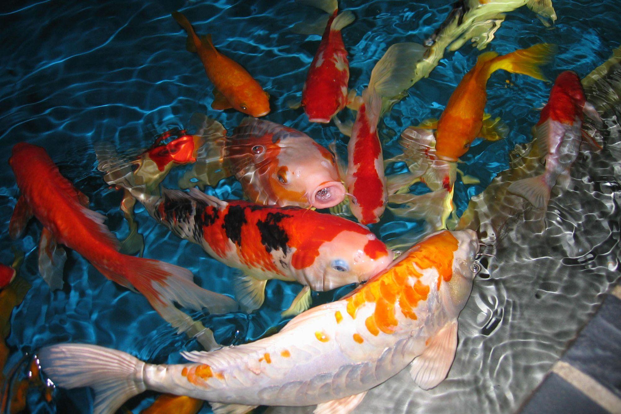 2000x1334 Beautiful Koi Fish Dancing