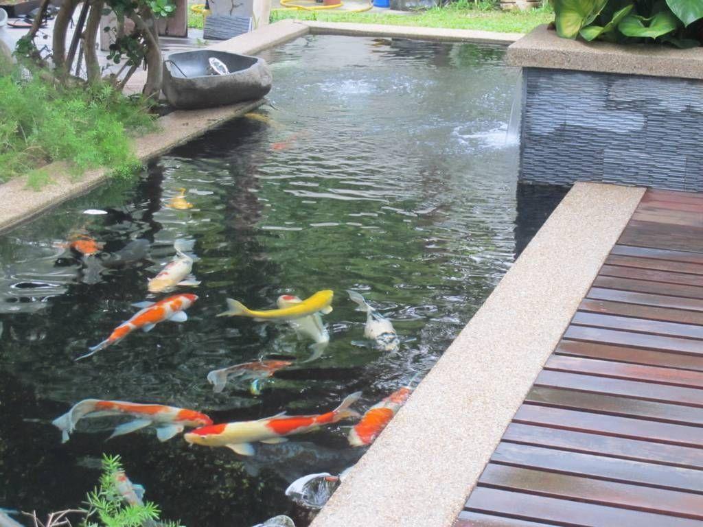 Koi Fish Pond Wallpapers Top Free Koi Fish Pond Backgrounds WallpaperAccess