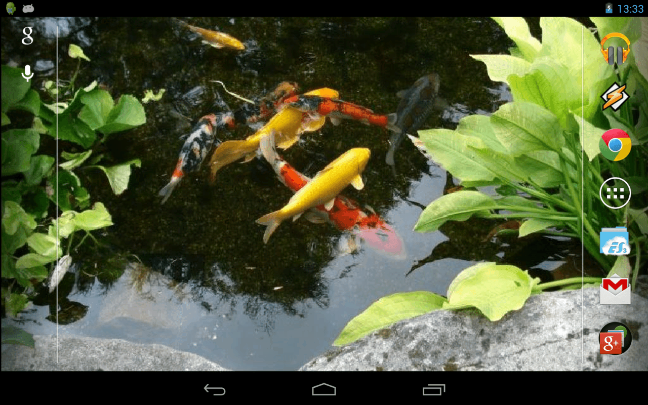 Koi Fish Pond Wallpapers Top Free Koi Fish Pond Backgrounds
