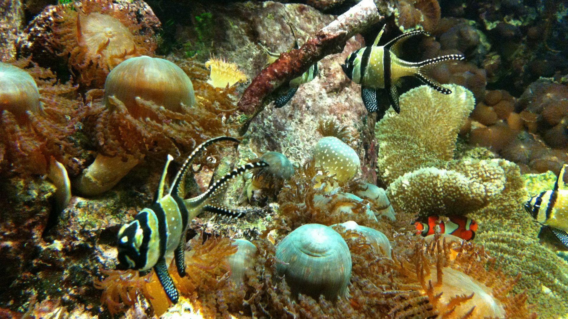 1920x1080 Fishes wallpaper: Shark Live Wallpaper Koi Fish Pond. Asain