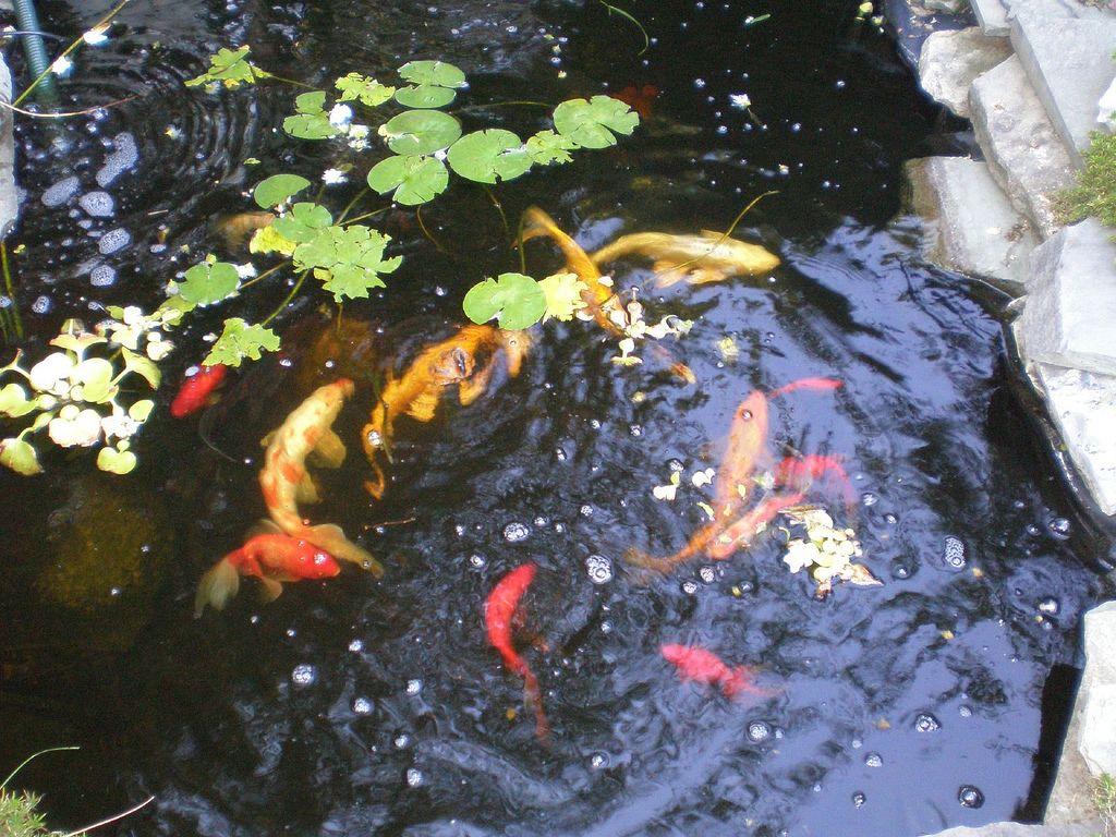 Koi Fish Pond Wallpapers Top Free Koi Fish Pond Backgrounds WallpaperAccess