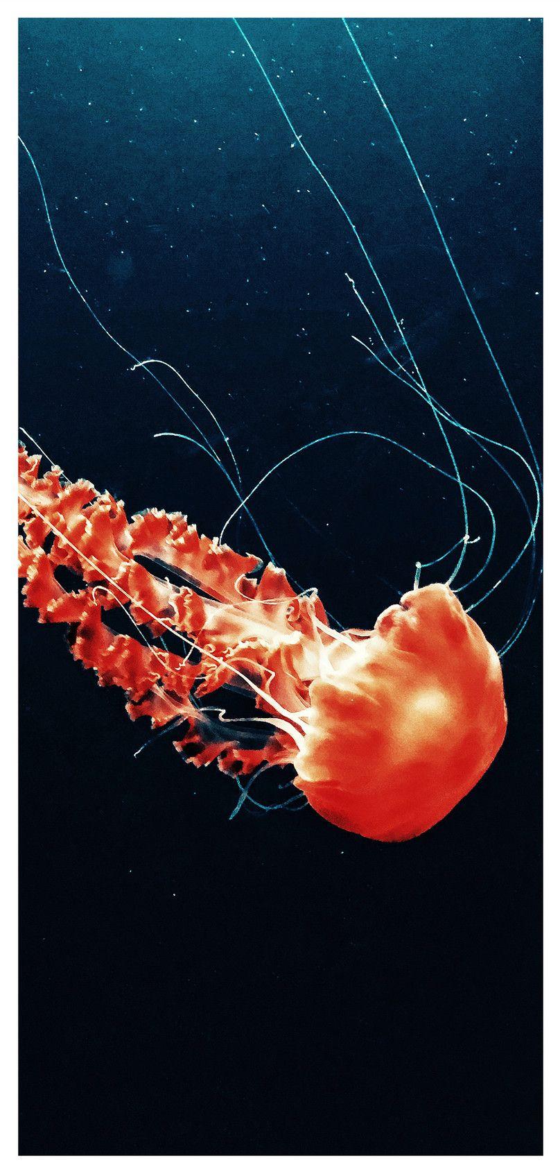 808x1692 Mobile Phone Wallpaper For Marine Life Background Image Free Download 400446390