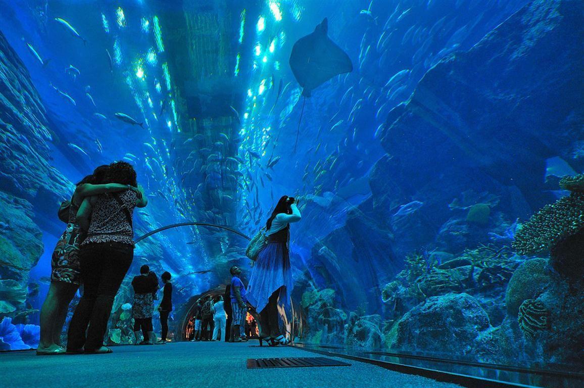 1156x768 Dubai Mall Aquarium HD Wallpaper