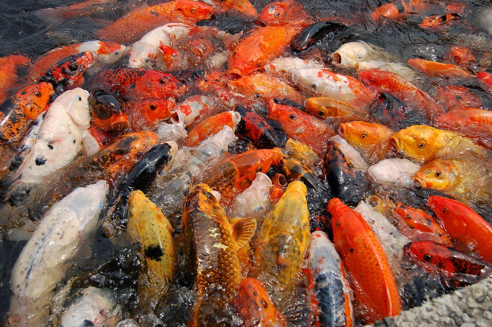 Koi Fish Pond Wallpapers Top Free Koi Fish Pond Backgrounds WallpaperAccess