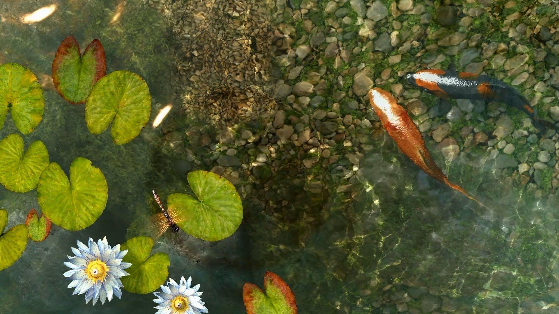 Koi Fish Pond Wallpapers Top Free Koi Fish Pond Backgrounds
