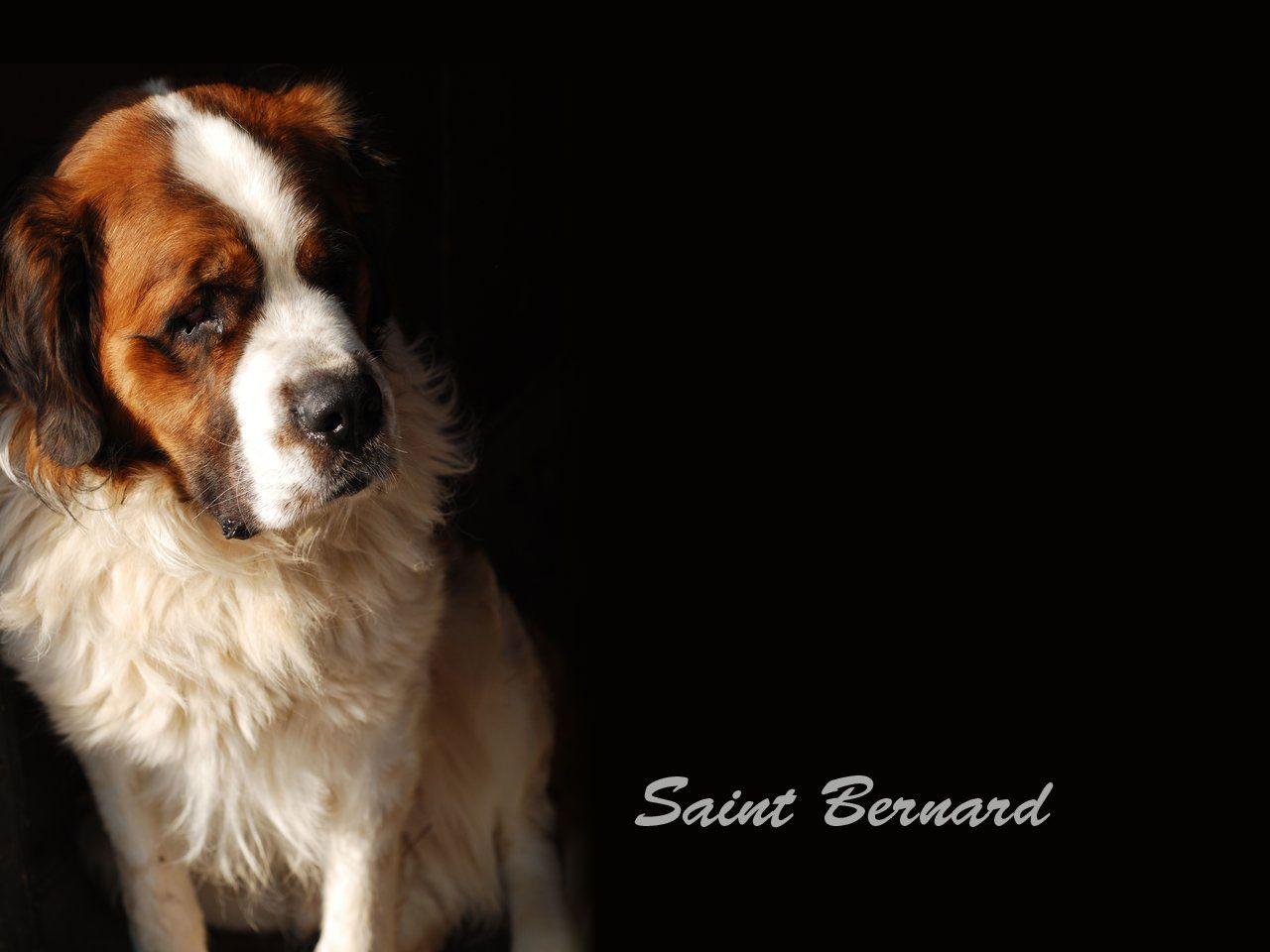 1280x960 Saint bernard wallpaper