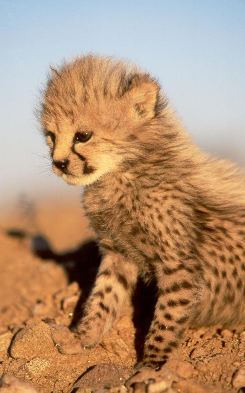 Cute Cheetah Wallpapers - Top Free Cute Cheetah Backgrounds ...