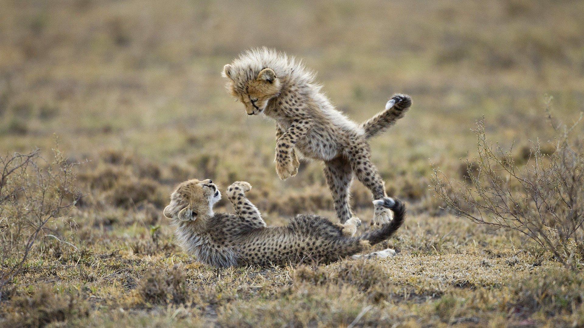1920x1080 Cute Cheetah Wallpaper, 491.78 Kb
