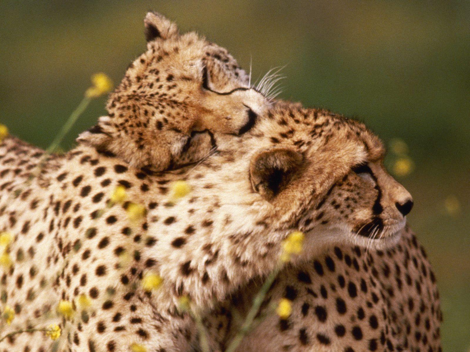 1600x1200 Cute Cheetah Background
