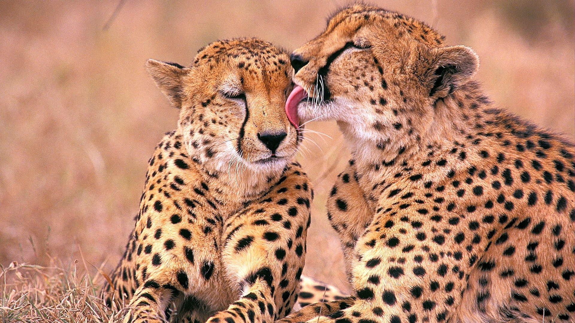 1920x1080 Download 1920x1080 HD Wallpaper cheetah couple cute predator, Desktop Background HD