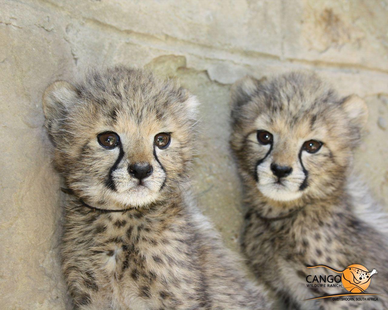 1280x1024 Free download Cute Cheetah Wallpaper [1280x1024] for your Desktop, Mobile & Tablet. Explore Cute Cheetah Wallpaper. Cute Cheetah Wallpaper, Cute Cheetah Print Wallpaper, Cheetah Wallpaper