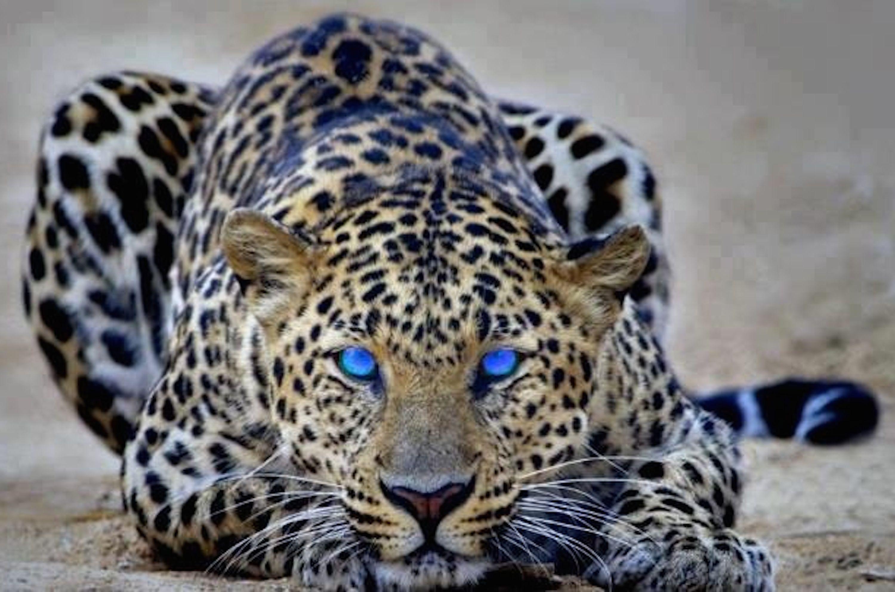 3000x1985 Cheetah Wallpaper Desktop Wallpaper