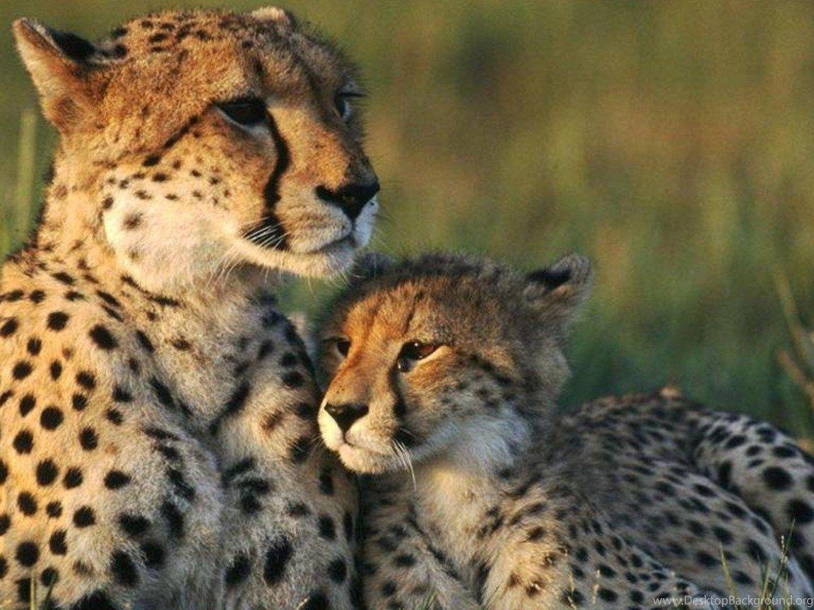 1152x864 Cute Cheetah Wallpaper Desktop Background